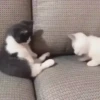 Kucing kucing 25
