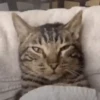 Gatinhos animados 11