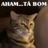 REAÇÕES FELINAS 😺 10