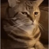 Gato Suspirando