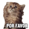 Memesitos locos 3🤪🤣 6