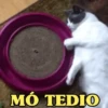 REAÇÕES FELINAS 😺 11
