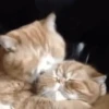 Besos 7