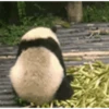 To get angry 7