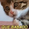 REAÇÕES FELINAS 😺 5