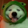 Tiktok Virales Mix 1😎🤙 5
