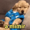 Reações fofinhas 🥰 9