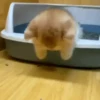 Gatitos Random 15