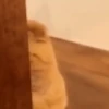 Gatinhos animados 13