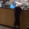 Doguinhos e Gatinhos 10
