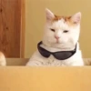 Memes de gatinho 14