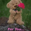 Rose Day  15
