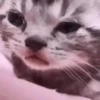 Gatinhos animados 9