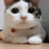 Memes de gatinho 5