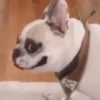 Doguinhos e Gatinhos 11