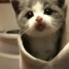 Kucing kucing 11