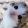 Cada vez mais gatinhos animados 14