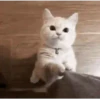 Kokoritos💖🐈 6