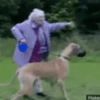 Memes engraçados de animais 15