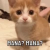 Kucing puasa 9