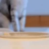 Kucing kucing 16
