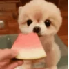 Lol Dogs 10