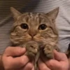 Kucing kucing 6