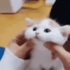 Gatinhos animados 14
