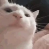 Memes de gatinho 11