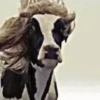 Memes engraçados de animais 7