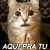 REAÇÕES FELINAS 😺 8