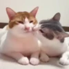 Besos 9