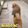 Meme gif 7