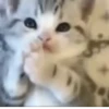 Kucing kucing 9