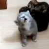 Kucing kucing 29