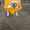 Memes engraçados de animais 16