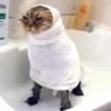 🐱 Gatitos Random Mov 🐾 12