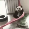 Animalitos RANDOM Vol.1 🐼 14