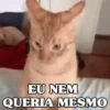 REAÇÕES FELINAS 😺 6