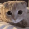 Gatitos Random 17
