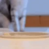 Gatinhos animados 5