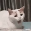 Animated Animals 8