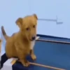 Cute puppies 9