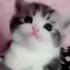 Милые кошки 13