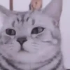 Gatinhos Memes🐈 10
