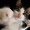 Funny Fights 16