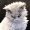 Gatitos pa' tu whatsaap ๏ᴥ๏ 10