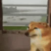 Memes 8