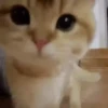Gatitos Random 6