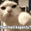 Ayang akooh 5